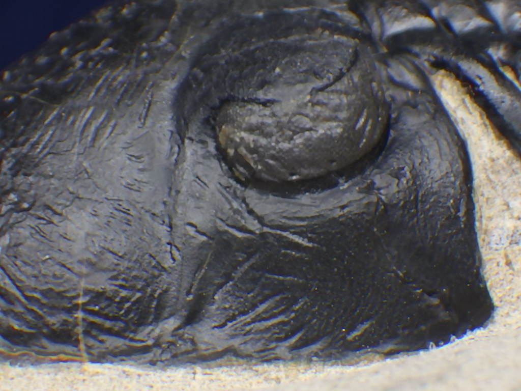 巣穴モロッコ ナイスなParalejurus spatuliformis 三葉虫化石0115
