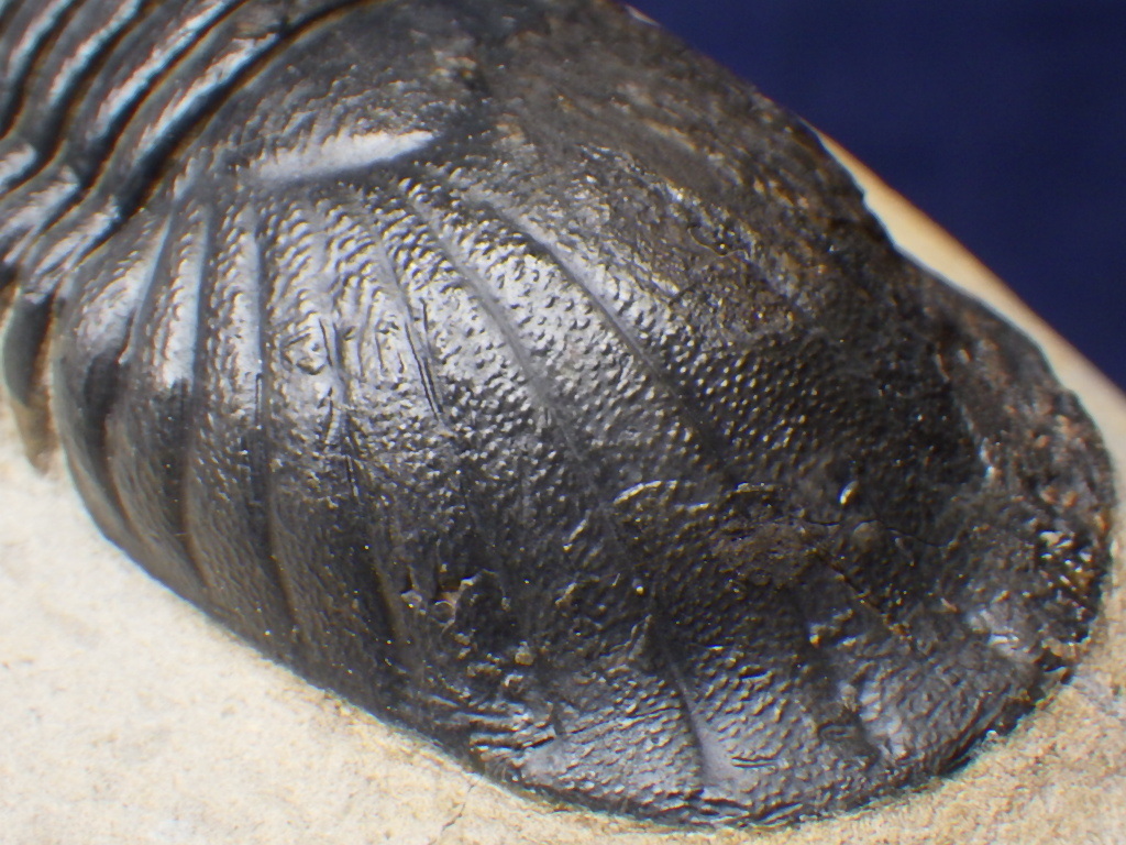 巣穴モロッコ ナイスなParalejurus spatuliformis 三葉虫化石0115