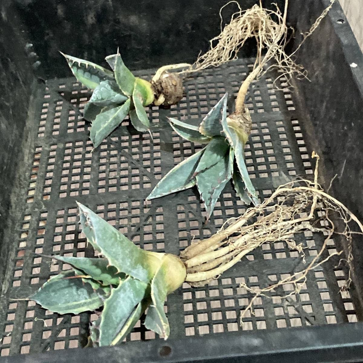 P72-33 特選 アガベ 多肉植物 頼光錦 ファイヤーボール 極上株 3株
