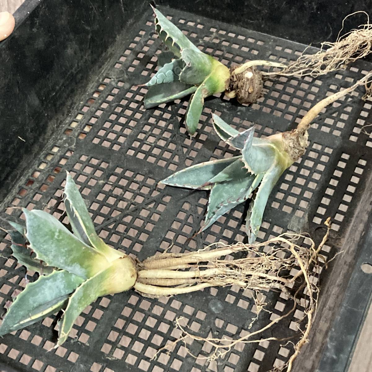 P72-33 特選 アガベ 多肉植物 頼光錦 ファイヤーボール 極上株 3株