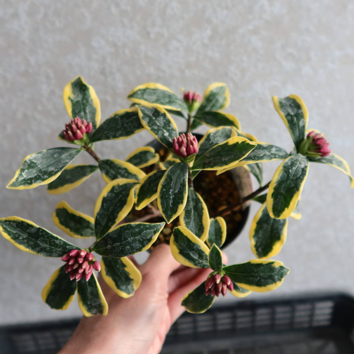 沈丁花 前島の値段と価格推移は 25件の売買情報を集計した沈丁花 前島の価格や価値の推移データを公開