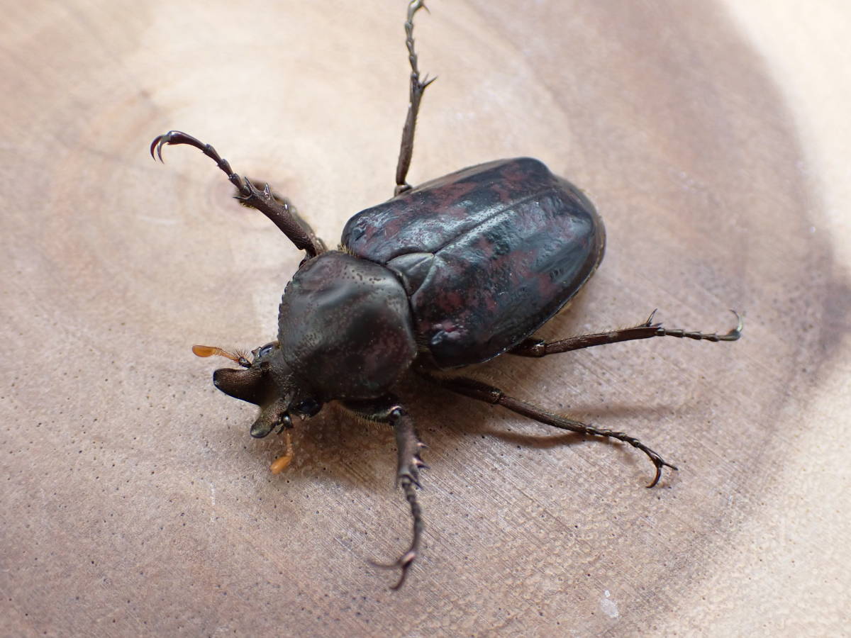 カナブン、コガネムシ くわかぶプラネット ⁄ 大型新成虫インカツノ