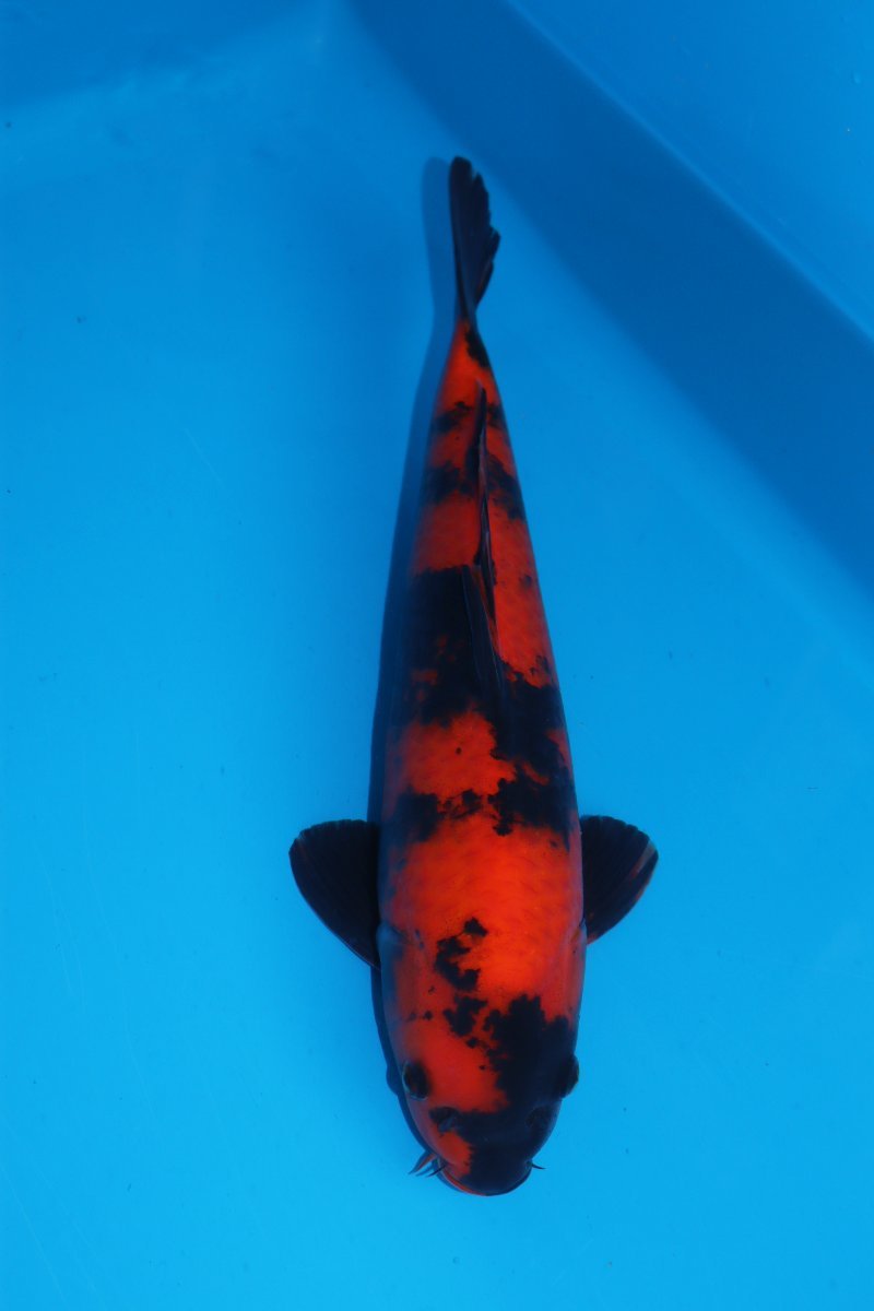 送料無料，正規品 魚酔#305 篠田養鯉場産 緋写り 37cm(錦鯉)｜売買されたオークション情報、yahooの商品情報をアーカイブ公開 - オークファン 錦鯉