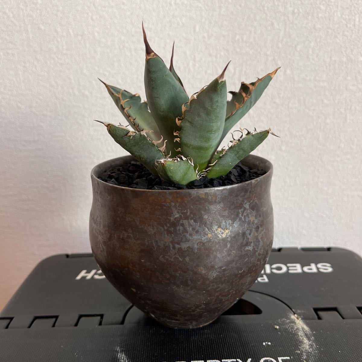 アガベ オアハカ×カタチ鉢 No.52 Agaveオアハカ （カタチ製作所鉢入り