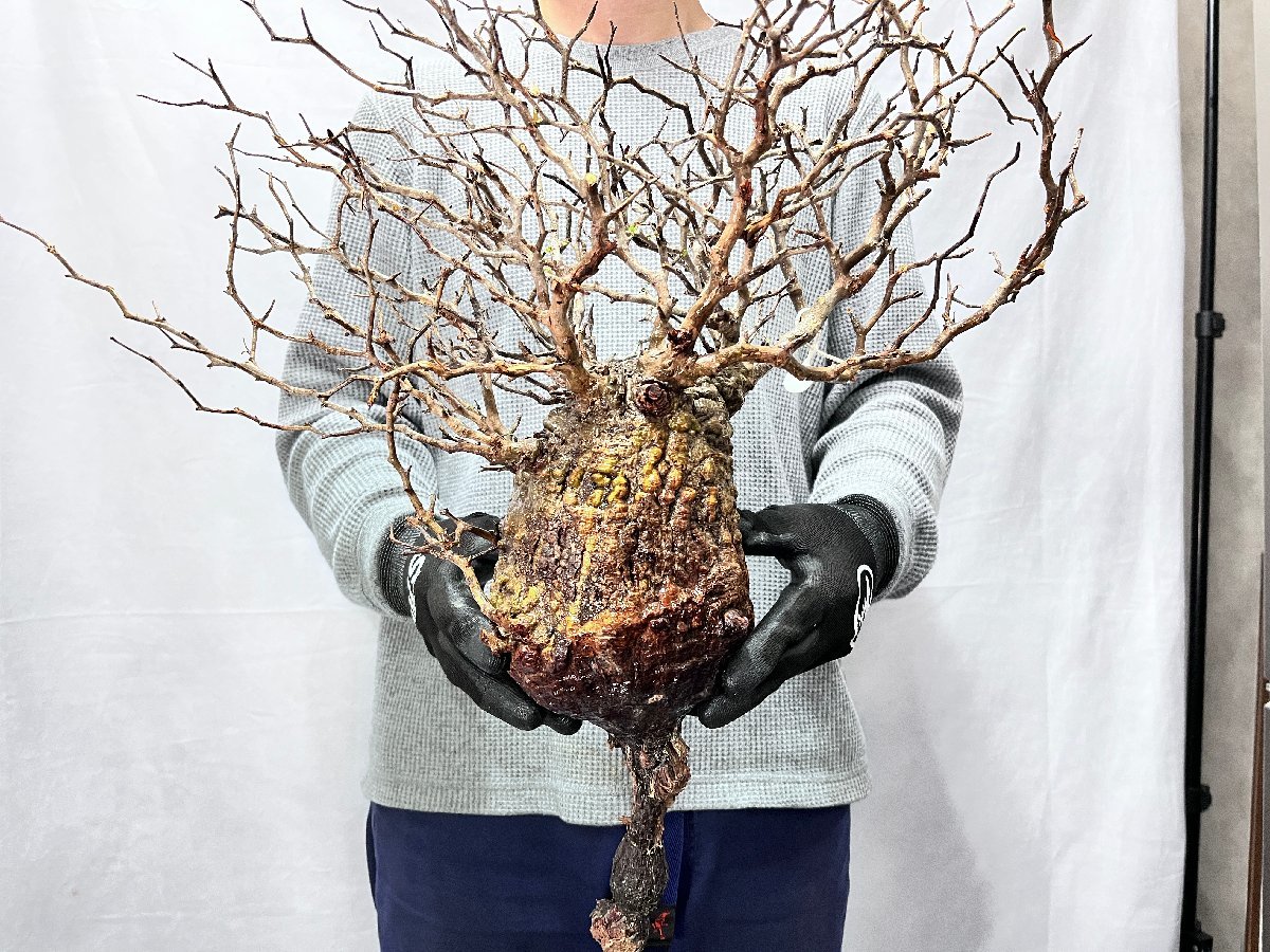 テ7095 「塊根植物」パキポディウム グラキリス S～MS 抜き苗【最新