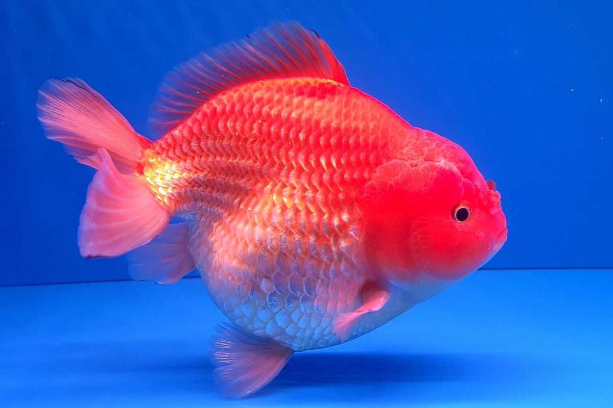 ① セレクト個体 極美 ヤンボウ 元宝 ショート テール 金魚 20cm位 