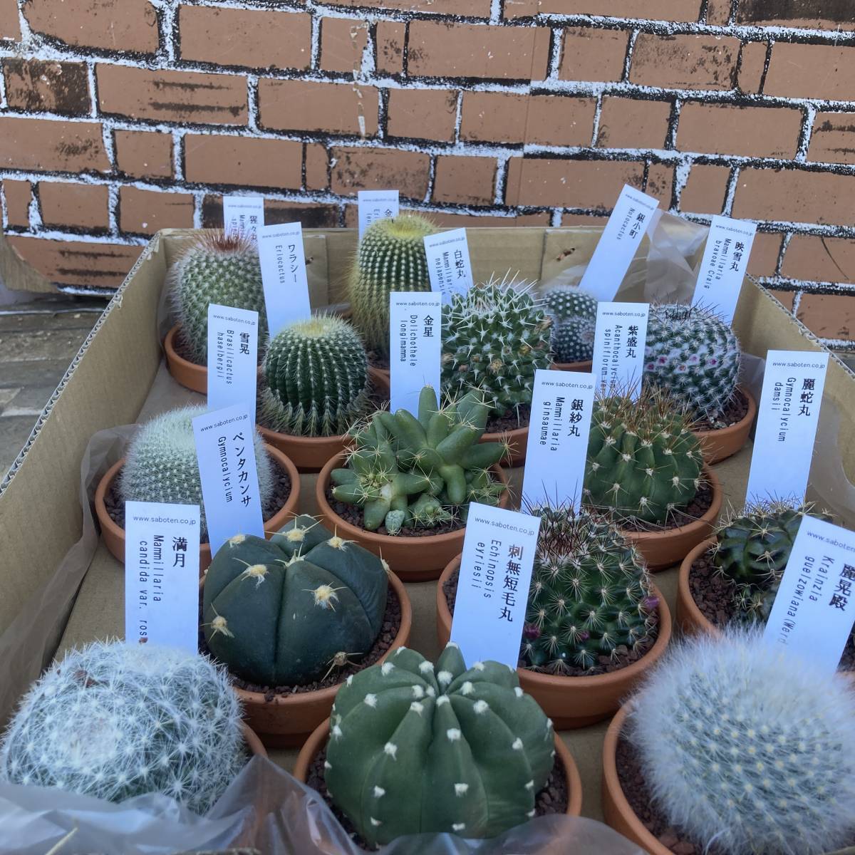 ★魅惑の多肉植物　サボテン　３号素焼き鉢　人気の品種15種15鉢セット　①