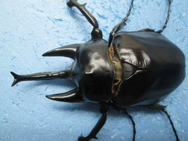 アクティオン「レックス」♂単品