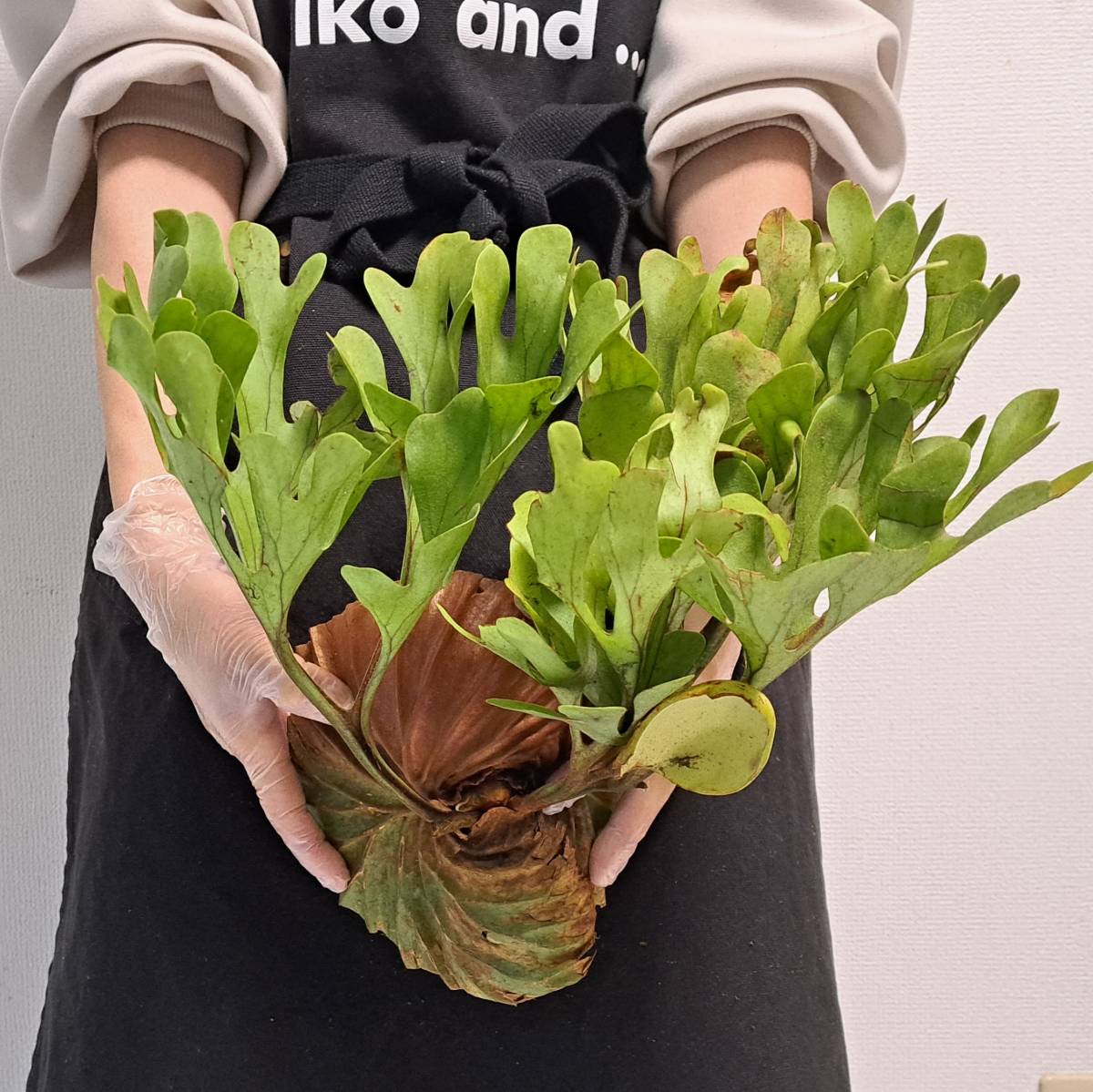 ☆1円スタート☆09+ ビカクシダ 植物（太葉）☆Platycerium ridleyi (プラティケリウム リドレイ)Center Borneo Wild/麋角羊歯