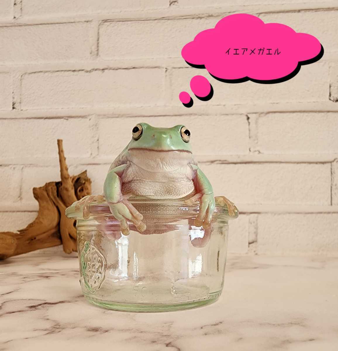 モリアオガエル 白い透明なおたまじゃくし アルビノ？ 1匹 初めて見 ☆アルビノモリアオガエル(その１) 今年