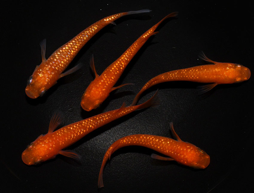 ◇丸玄◇　紅華　上物　雌３匹　雄２匹　　P９　◇