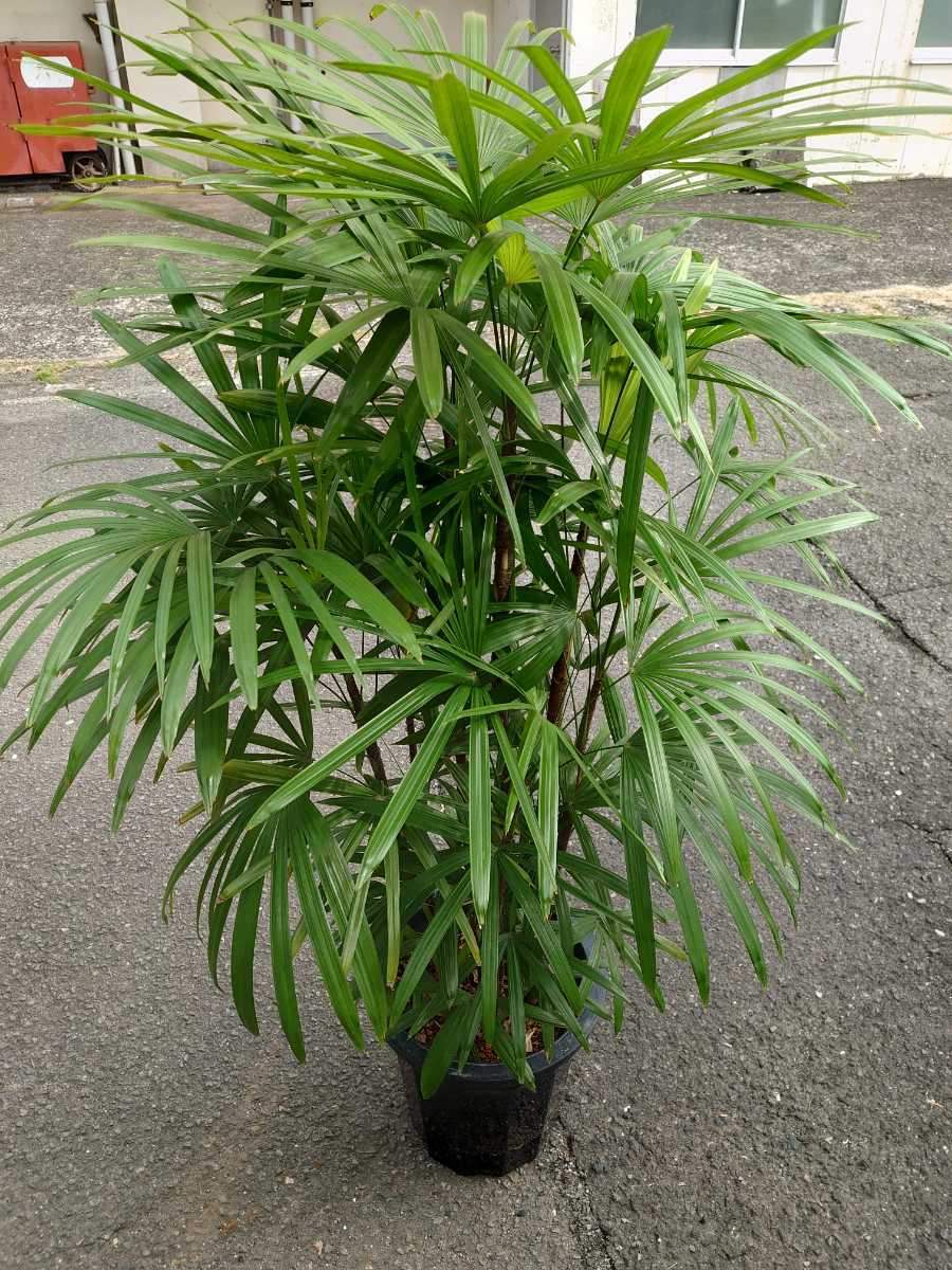 シュロ竹　寒さ暗さに強いヤシ　高さ160センチ