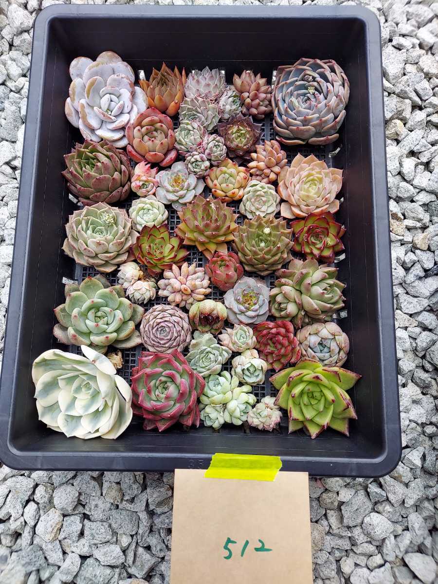 多肉植物 韓国苗 Echeveria 0131M-MIX-512 多肉植物 寄せ植えに♪(お名前