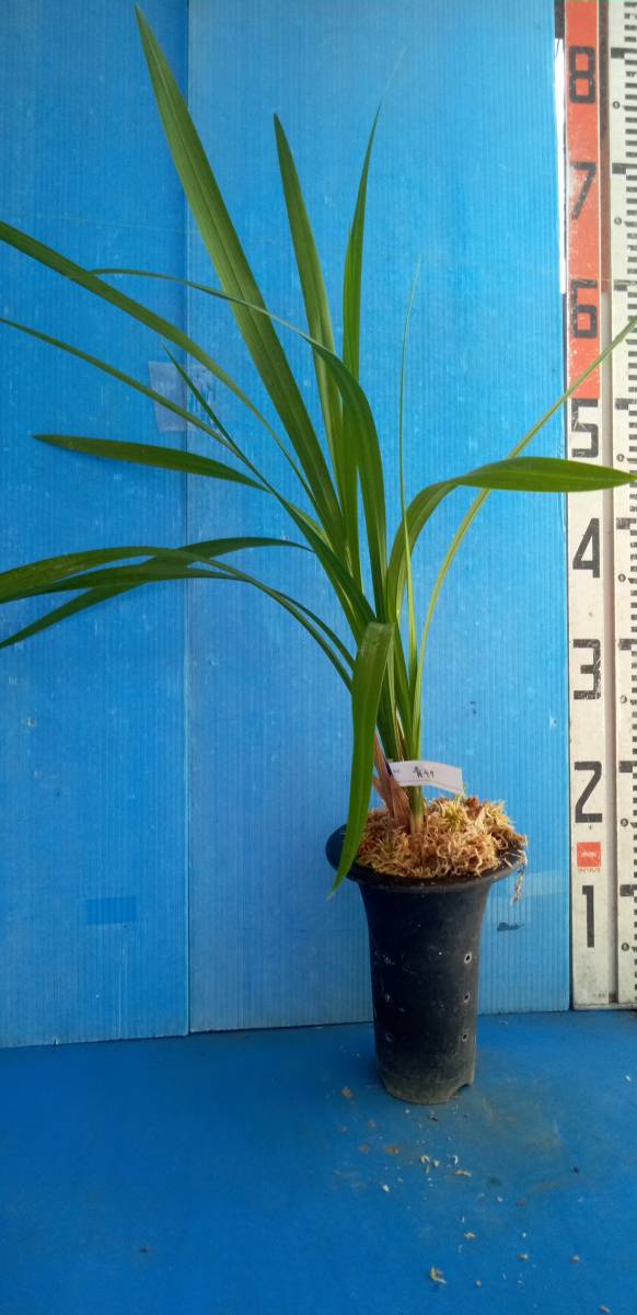 寒蘭　銘品・青ヤタ成木　　青ベタ　　４