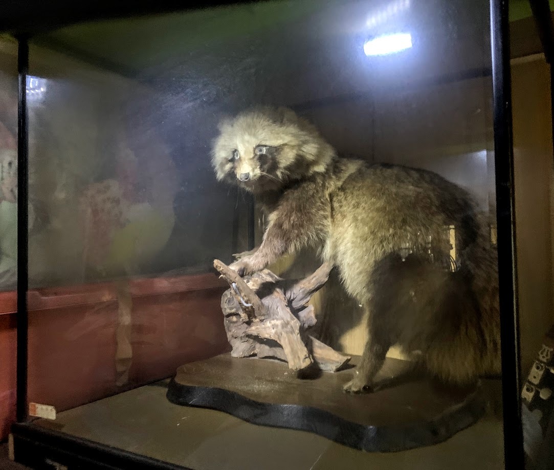 昭和レトロ たぬき/タヌキ/狸 剥製 標本 オブジェ 置物 ガラスケース 年代物 現状渡し 発送170サイス 直接引き取り歓迎