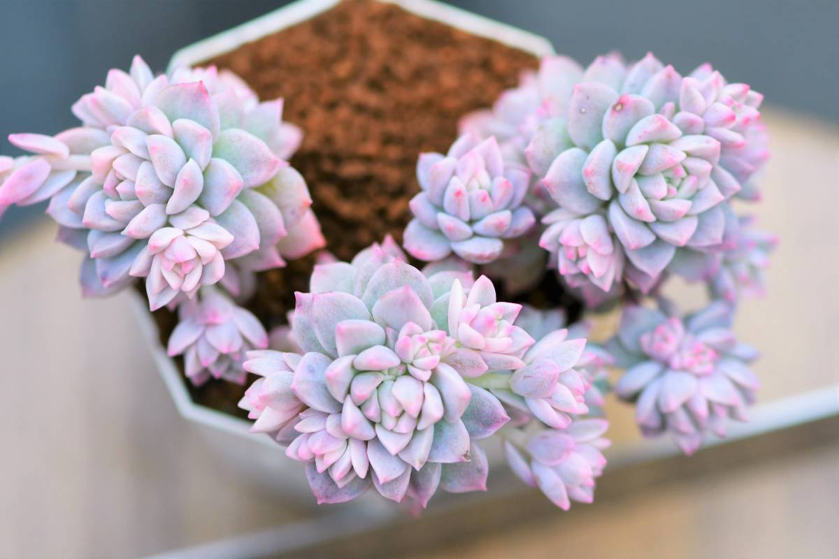 ☆ 多肉植物 大株！ プロリフィカ錦 斑入り エケベリア 