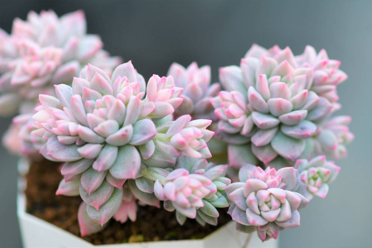 ☆ 多肉植物 大株！ プロリフィカ錦 斑入り エケベリア 