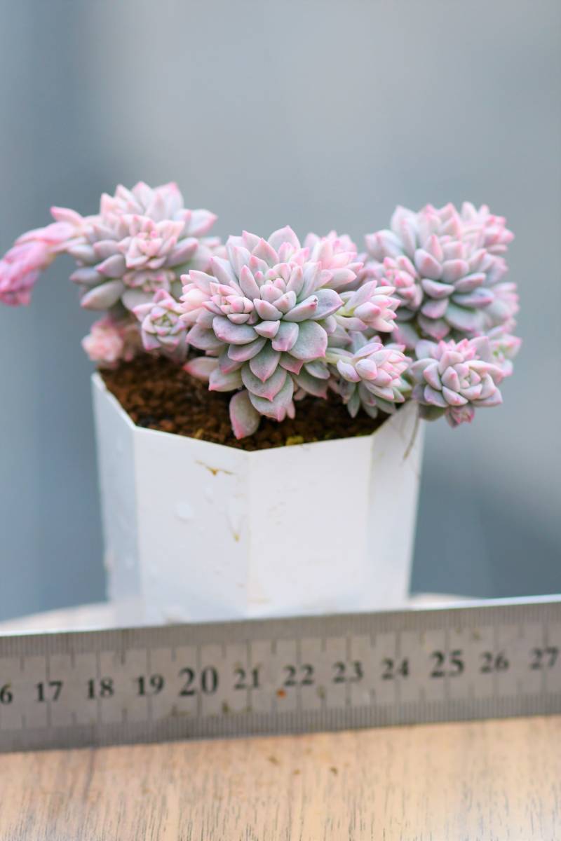 ☆ 多肉植物 大株！ プロリフィカ錦 斑入り エケベリア 