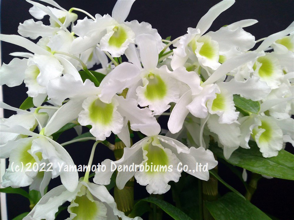 洋蘭 デンドロビューム交配種（花つき株）（新品種）Den. Pretty Dancer ‘Wataboshi’