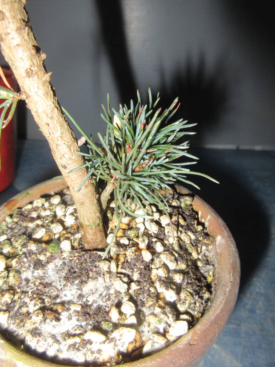 五葉松・小葉性、草丈５cm前後、接ぎ木、９cm素焼き鉢作りこみ ２－１８①