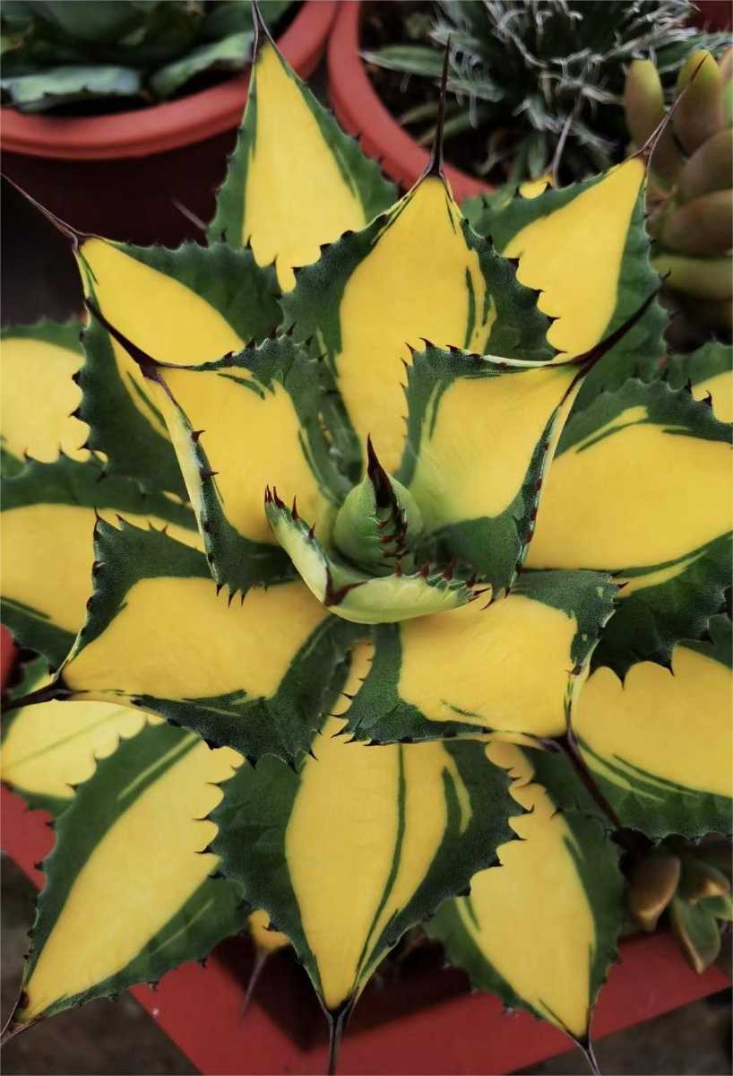 アガベ チタノタ 多肉植物 特選 霸王竜強棘 Agave 極上 龍園觀No.A428