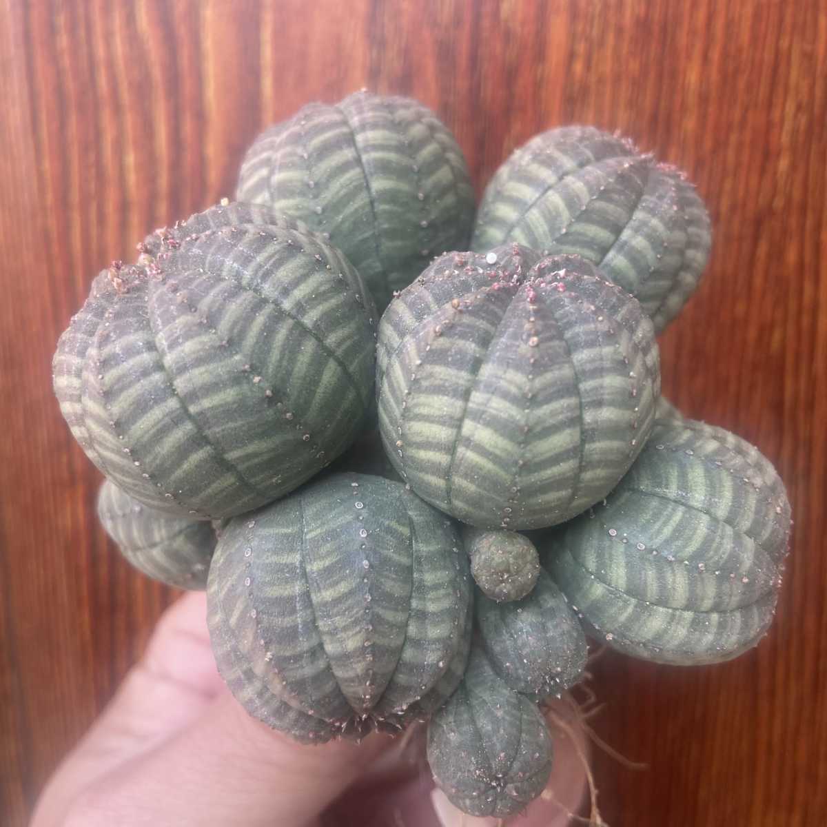アガベ 多肉植物 塊根植物 Euphorbia obesa ユーフォルビア オベサ