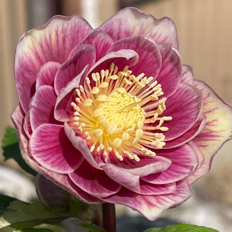 418☆とても美しい！ソレイユ ☆クリスマスローズ☆開花株 ゴールド