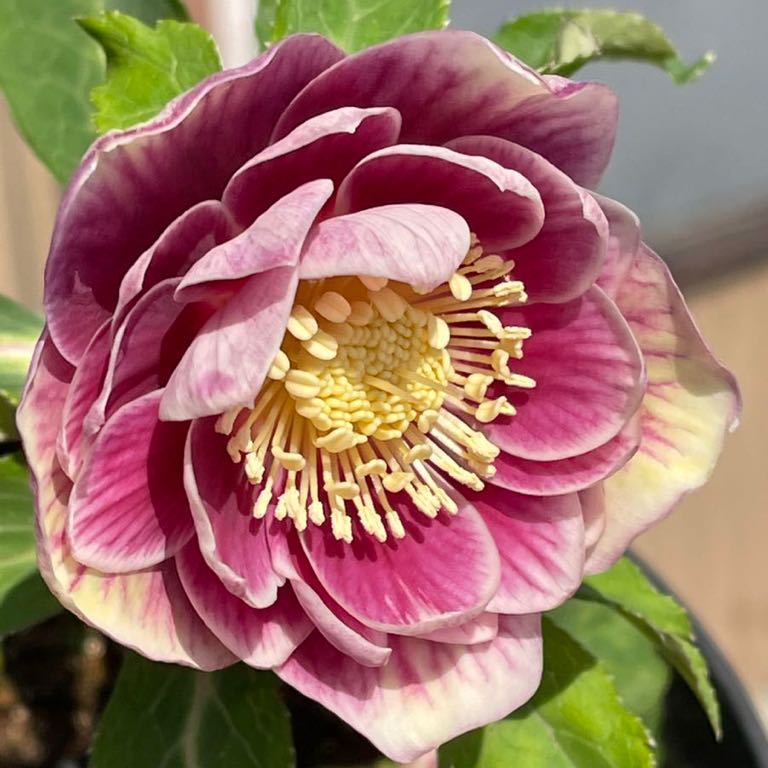 418☆とても美しい！ソレイユ ☆クリスマスローズ☆開花株 ゴールド