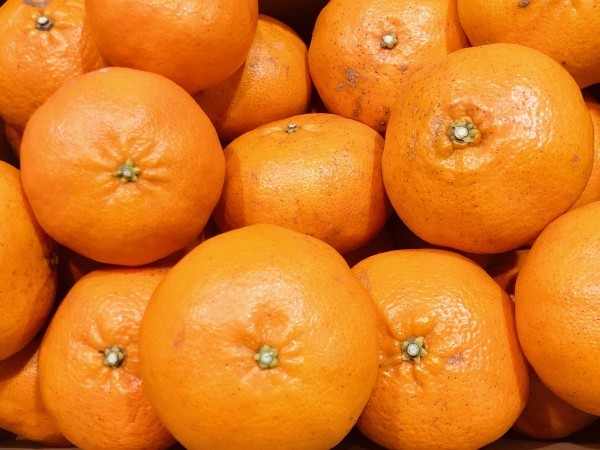 1円スタート！！甘平10kg！愛媛県産 サイズ不選別.. 甘平 愛媛