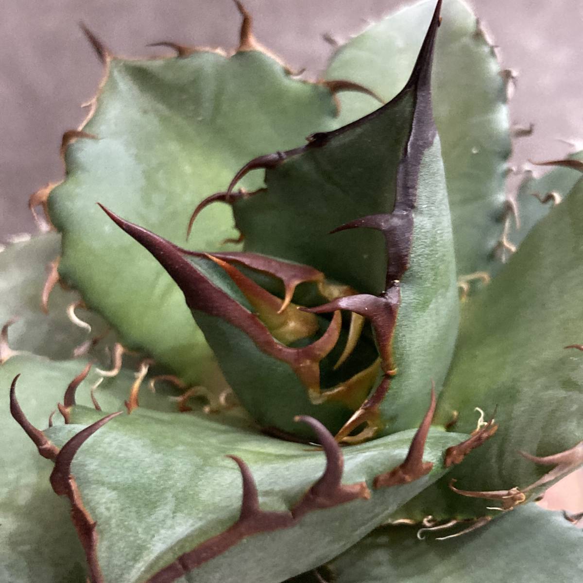 R024-38 特選 アガベ 多肉植物 チタノタ 黑鷹 ‘Blackhawk’ 強棘 極上株