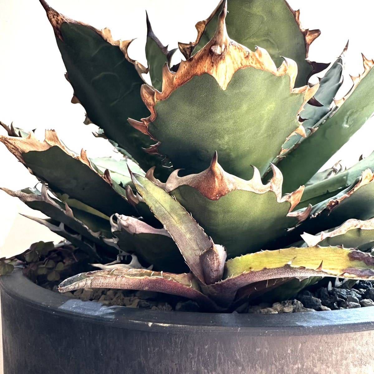 アガベ チタノタ シーザー コレクション株 抜き苗 コレクション株 子株