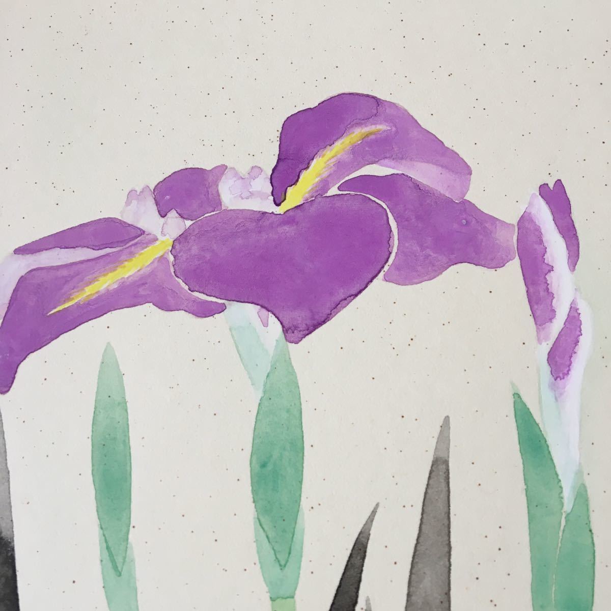 丸山 丕 花しょうぶ 色紙 直筆 肉筆 日本画 水彩画 花 菖蒲 絵画 1-11