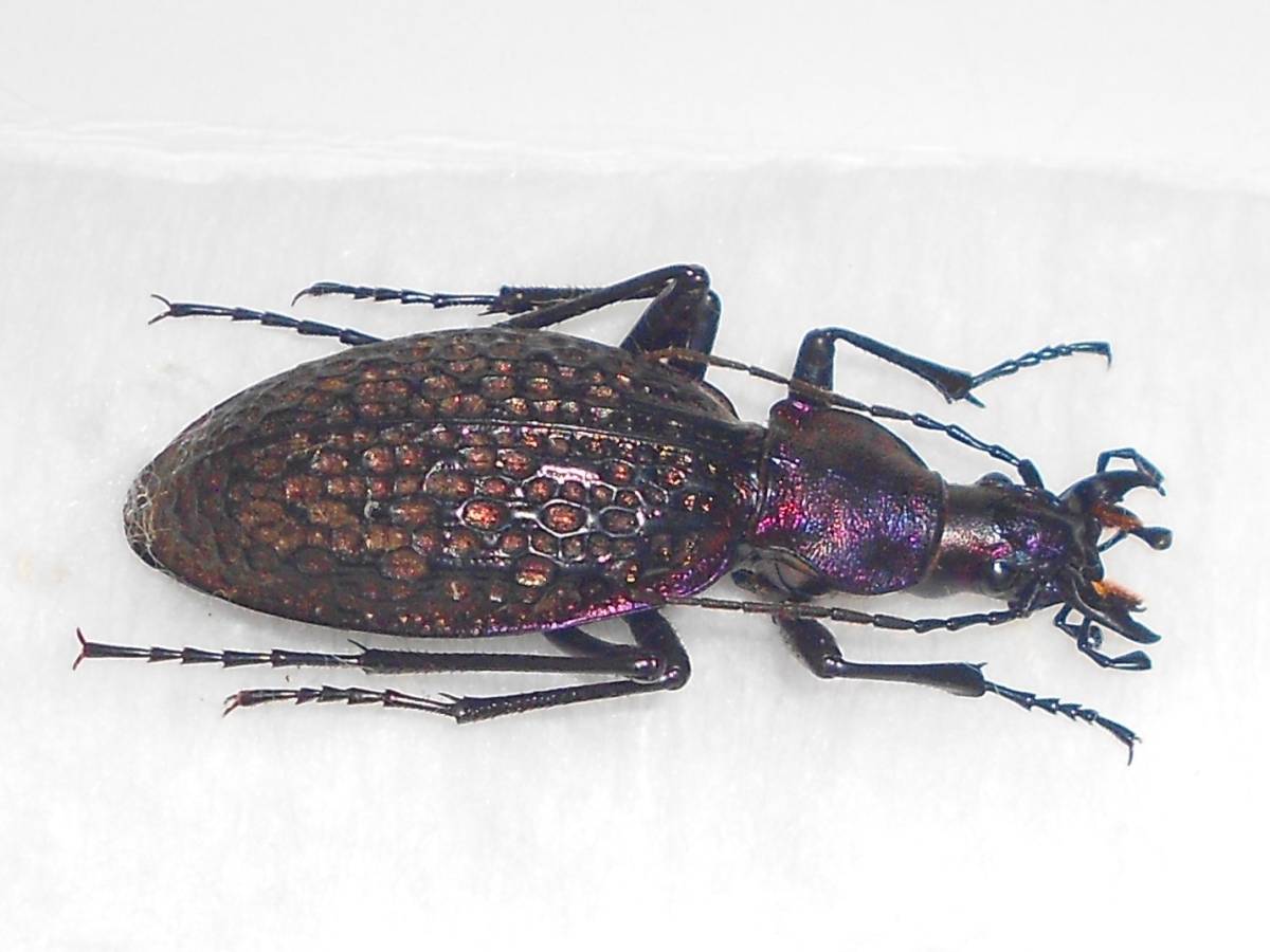 海外の甲虫標本 カラフトクビナガオサムシ Acoptolabrus lopatini メス