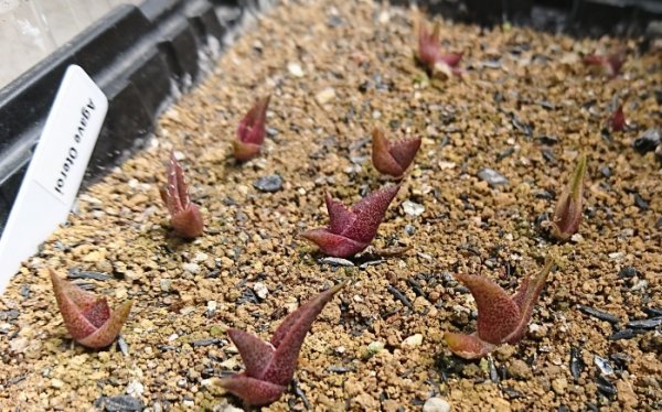 アガベ オテロイ 種子 200粒+α Agave Oteroi 200 seeds+α 種 オテロイ