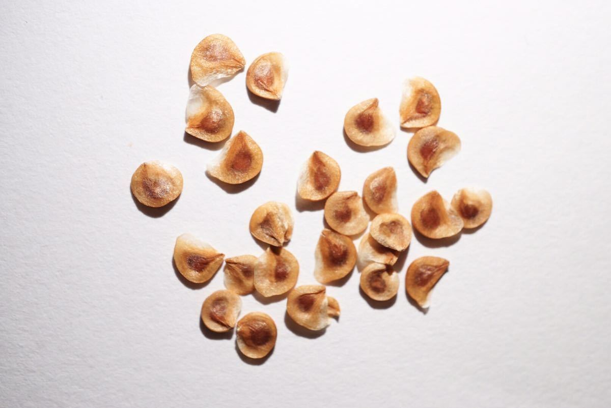 Dyckia marnier-lapostollei 連棘 ディッキア ディッキア マルニエルラ