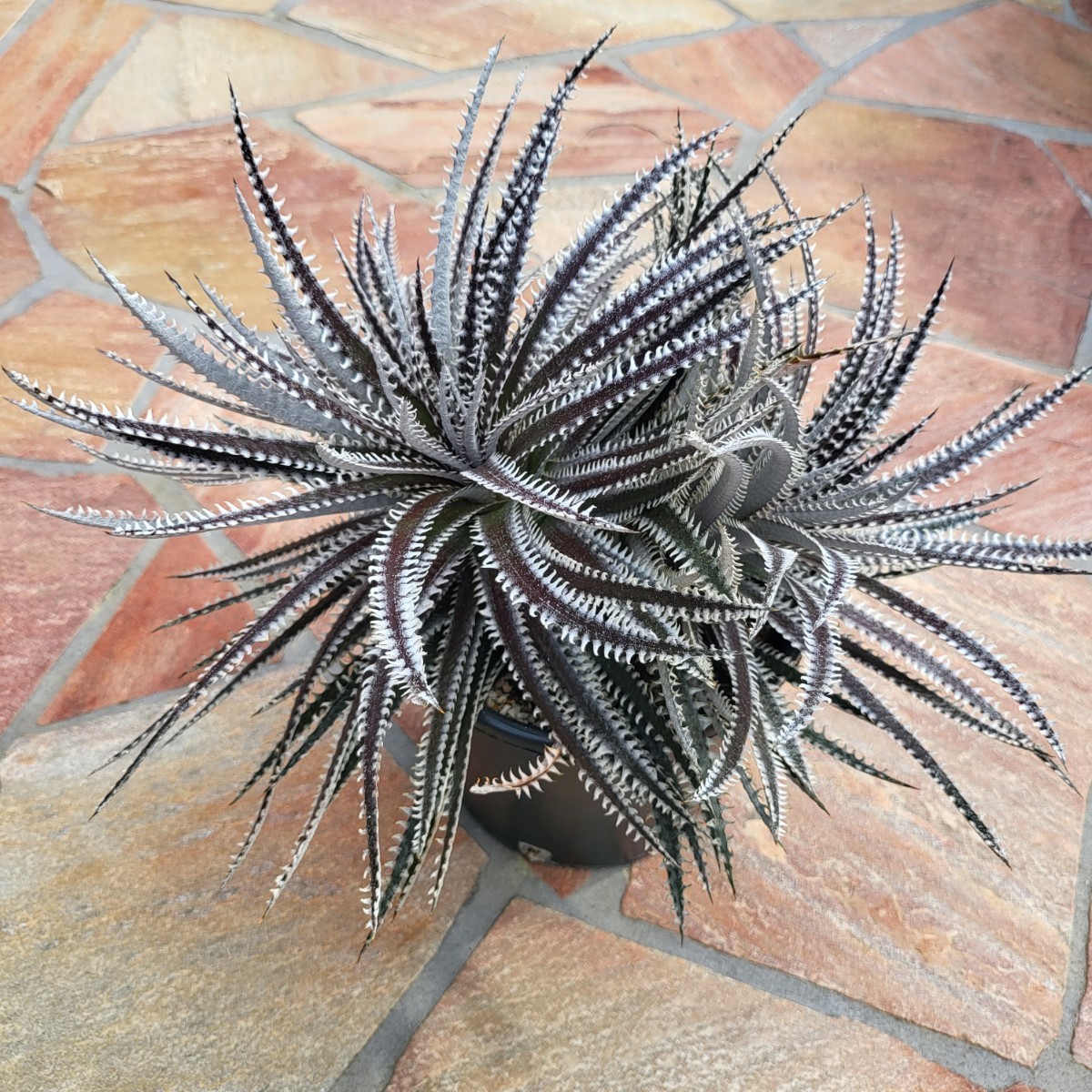 Dyckia Bill ディッキア 