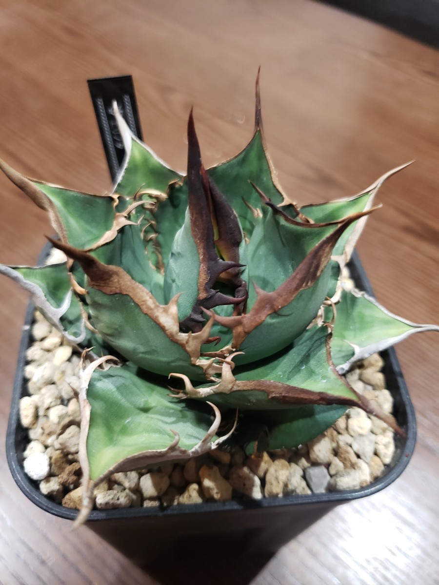 チタノタ 子株 アガベ アガベチタノタ オアハカ 公式通販 AGAVE