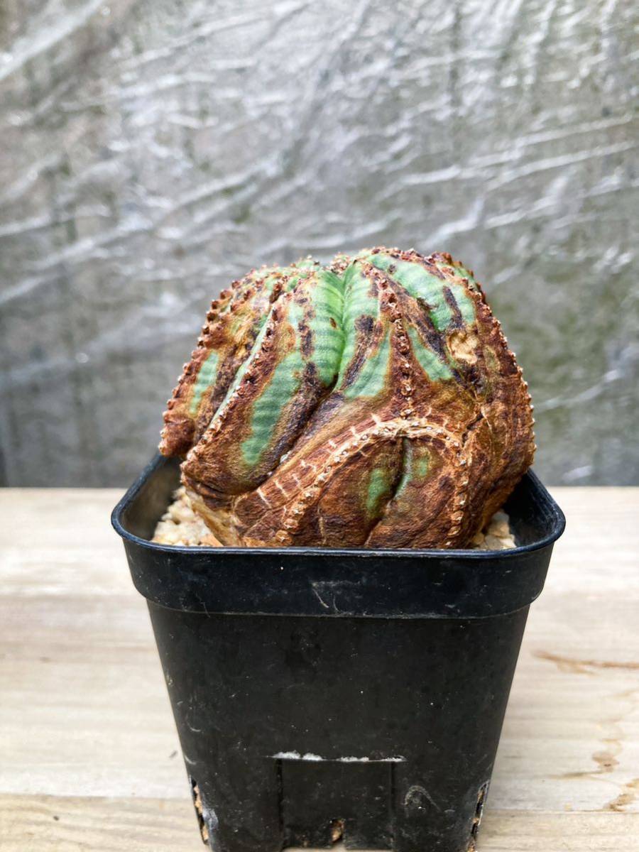 Euphorbia obesa E87【モンスト・古株】ユーフォルビア オベサ 【公式