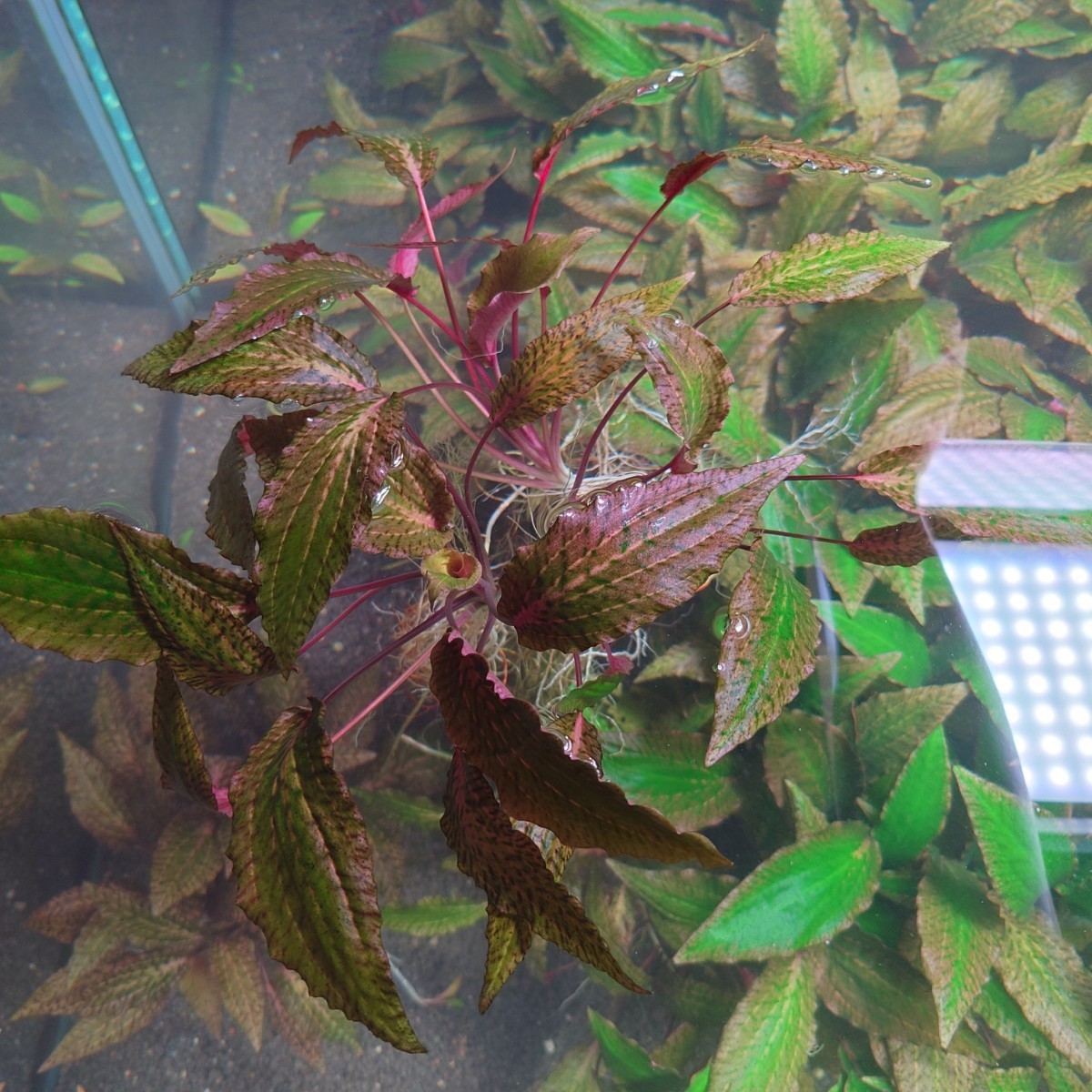 クリプトコリネ sp. ピンクエッジ Cryptocoryne sp. Pink Edge 親株