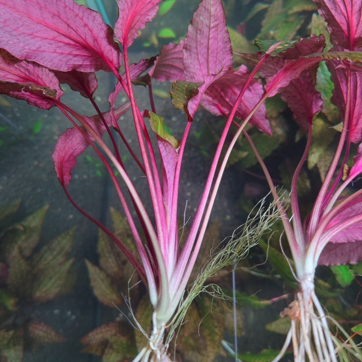 クリプトコリネ sp. ピンクエッジ Cryptocoryne sp. Pink Edge 親株