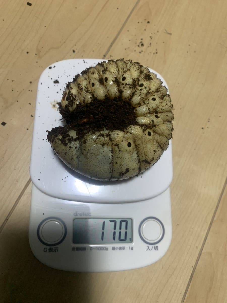 ♂170gエクアドル産レックスゾウカブト3令幼虫ペア(旧アクティオン