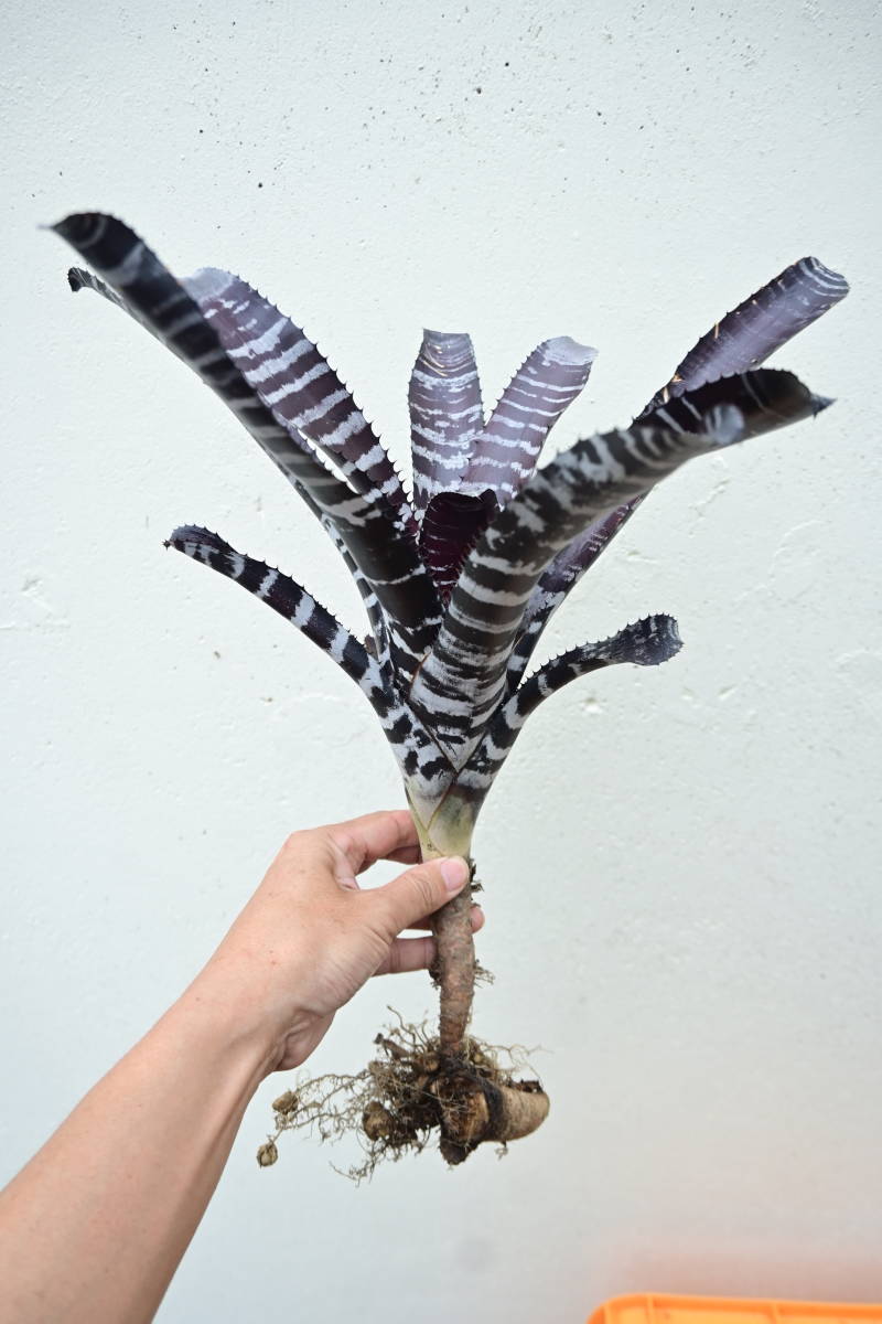 Aechmea chantinii 'Black Ebony' @bikamori.com エクメア Aechmea chantinii 'Black Ebony' @bikamori.com エクメア