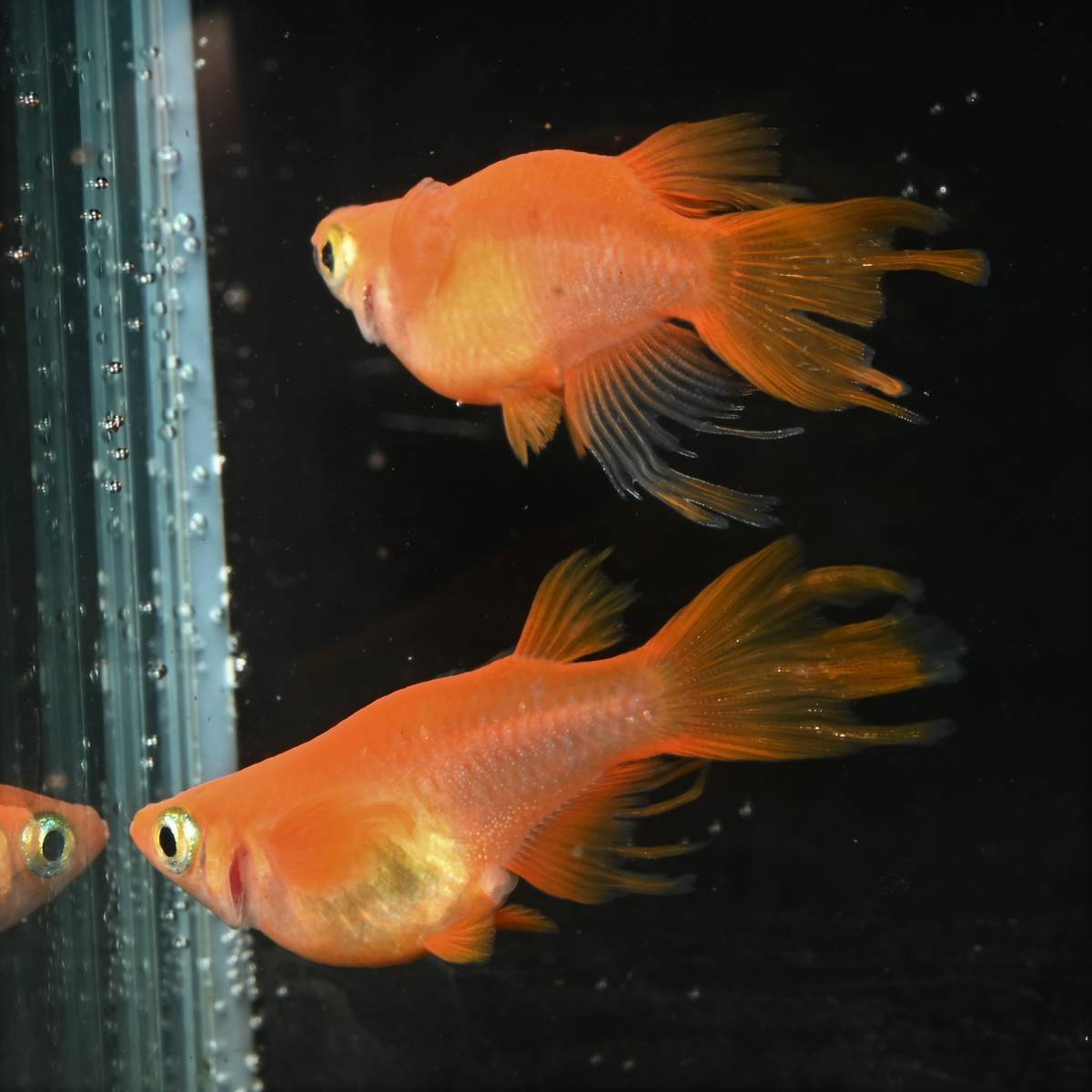 ◆筑紫めだか◆極上種親クラス　紅帝風雅ダルマ　１ペア　　検索）だるま　メダカ