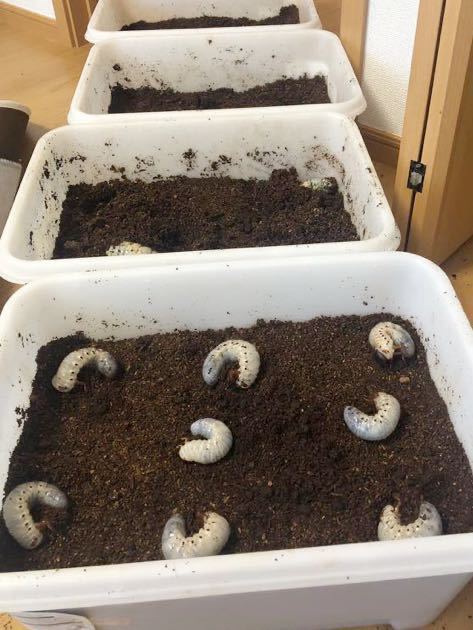 ヘラクレスオキシデンタリス　幼虫　20頭！！