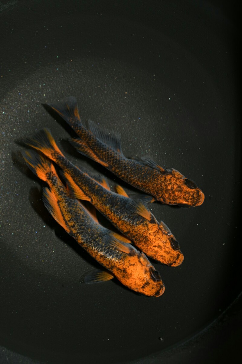 ＧＯＤ　光　オス2 メス1　B38 ★☆PMFポッケルメダカ工場☆★ 現物出品