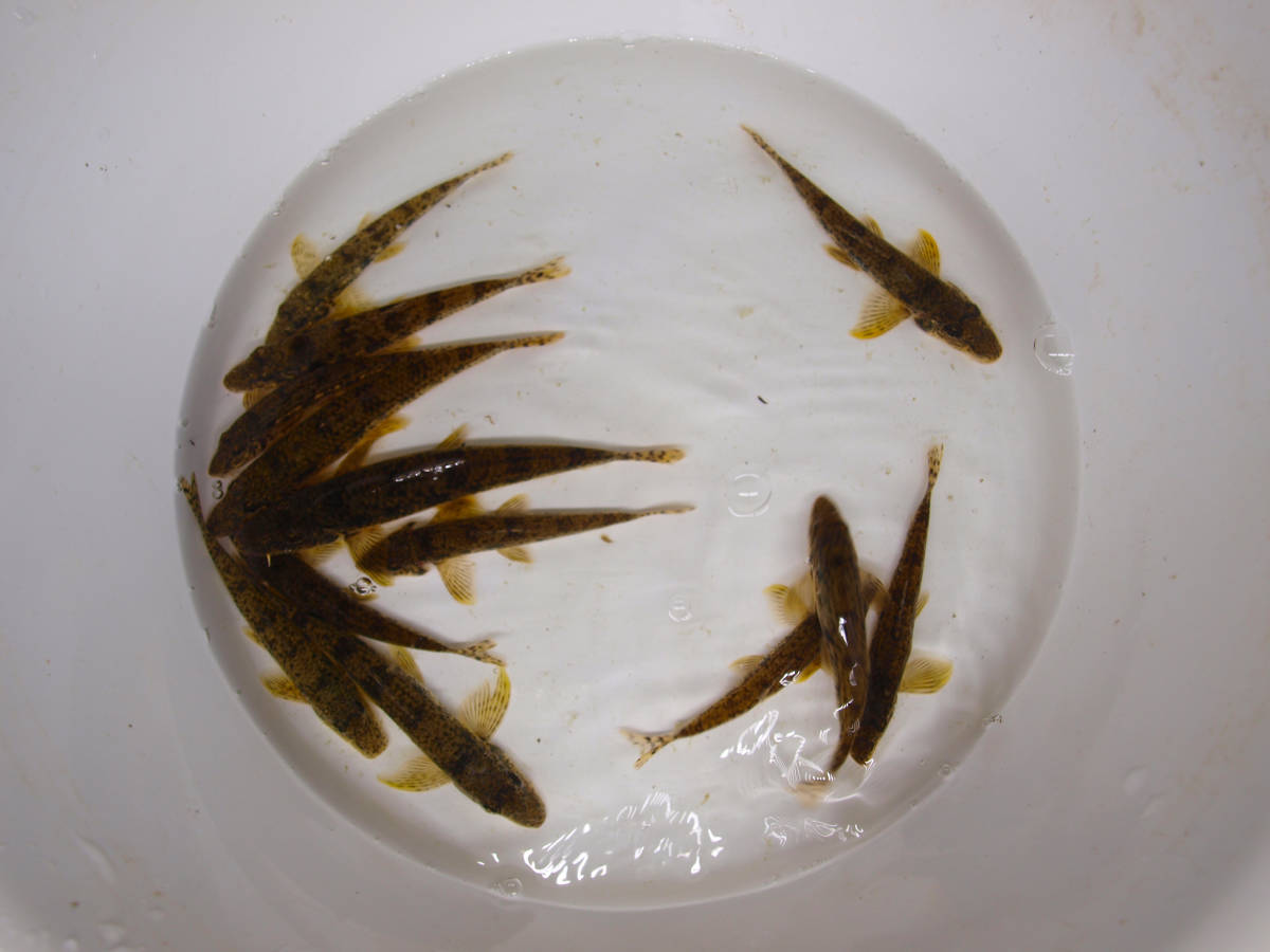  岡山エリア産 底物２種大きめサイズ １８匹(川魚)｜売買されたオークション情報、yahooの商品情報をアーカイブ公開 - オークファン その他