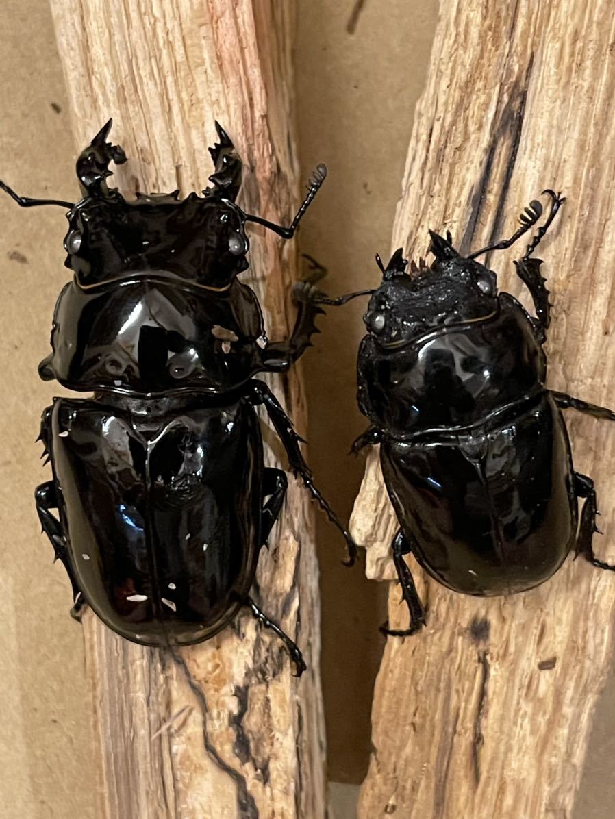 タランドゥスオオツヤクワガタ　ホワイトアイ　ペア後食済　①