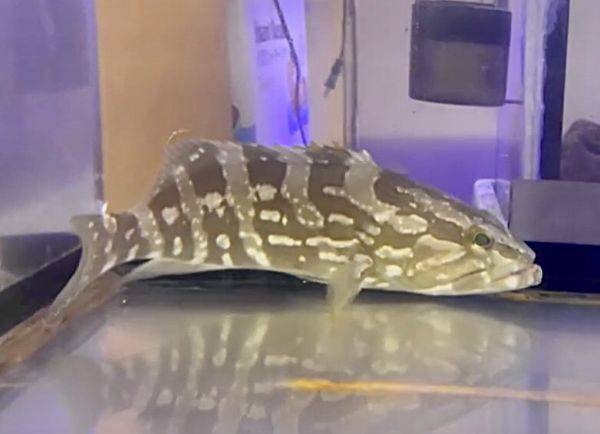 近海産海水魚、甲殻類、海洋生物、深海生物、深海魚 近海産・海水魚 