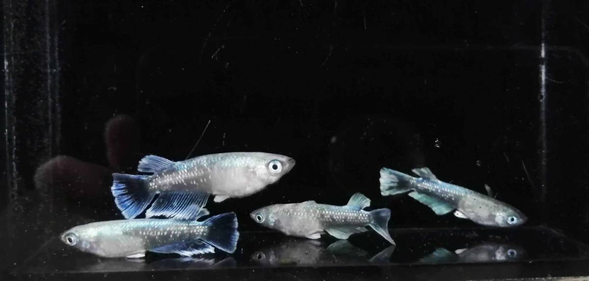 【水華めだか】グランブルーキッシングワイドフィン　2ペア　♀はエメラルドフィン　Azumaメダカ様ブリードF1