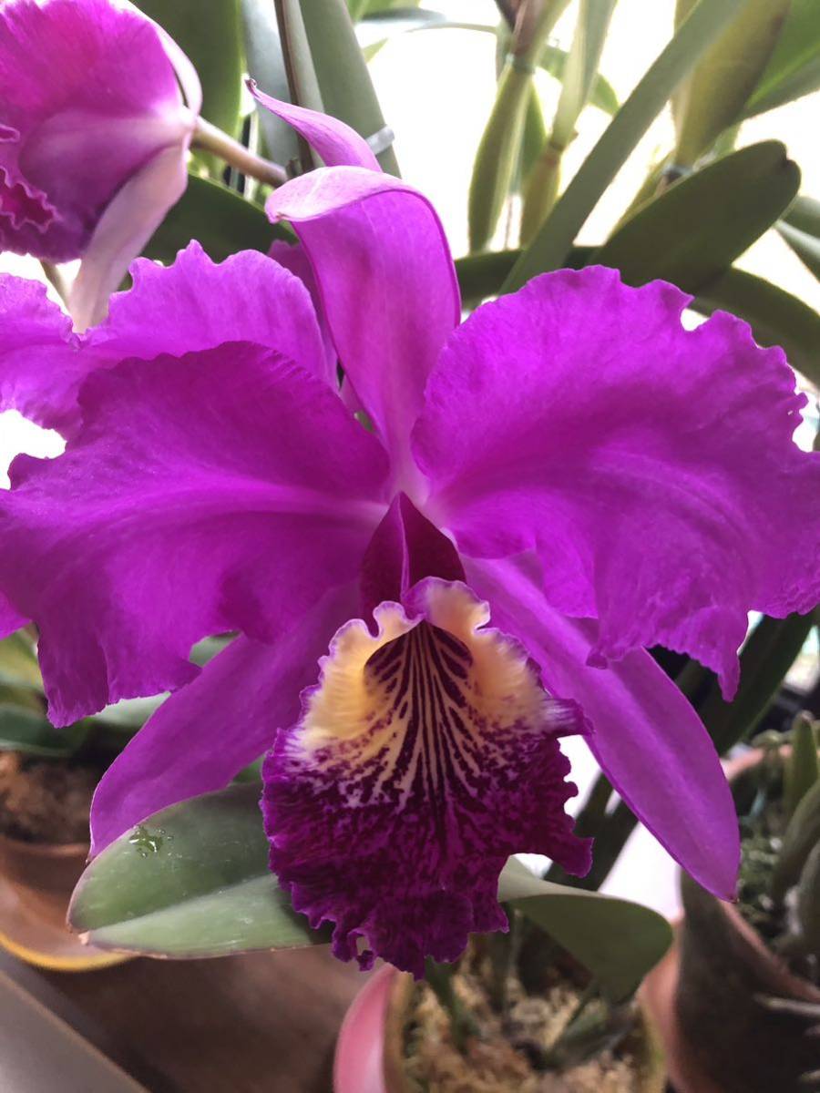 【洋ランR5-100】原種カトレア C.lueddemaniana'Botania'